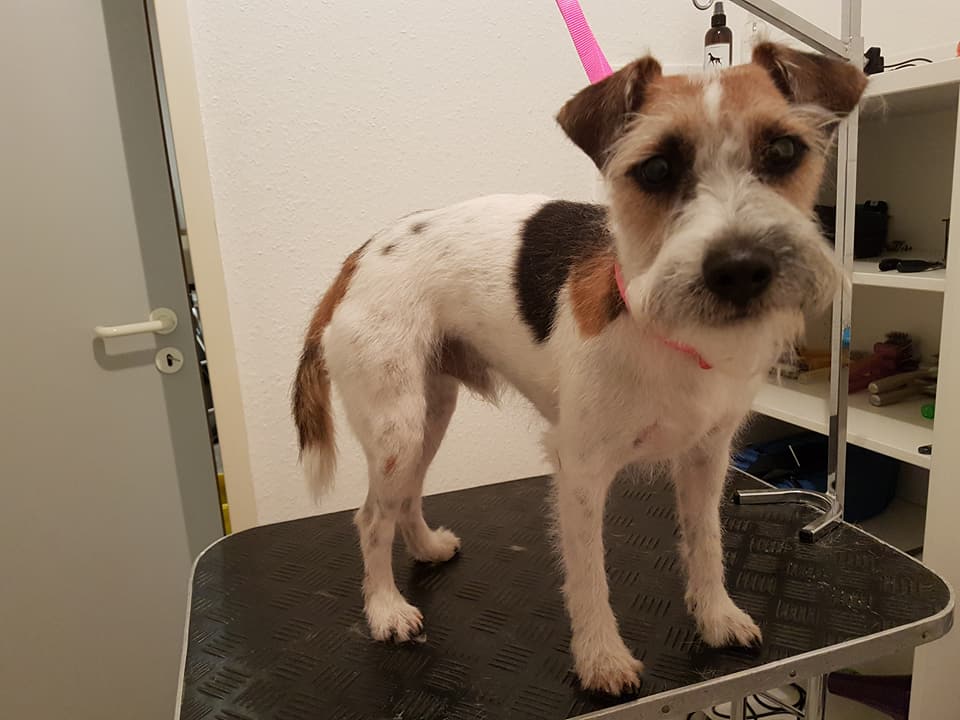 Jack-Russell-Mix Paul Jack-Russell-Mix Paul