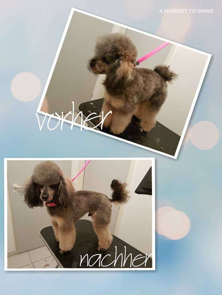 Zwergpudel Gismo Zwergpudel Gismo