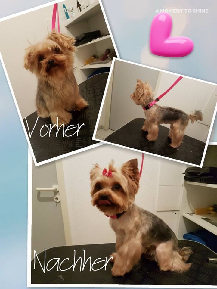 Yorkshire Terrier Bella Yorkshire Terrier Bella