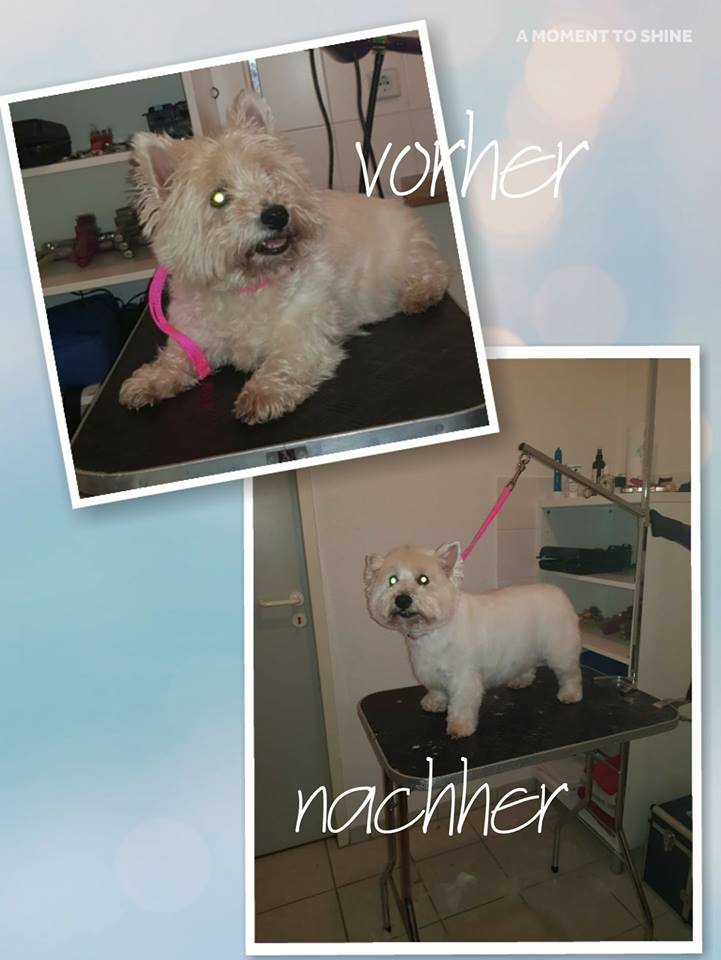 Westie Lissy Westie Lissy