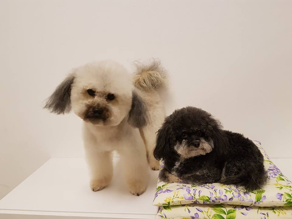 Bolonka Zwetna Kessy und Elly Bolonka Zwetna Kessy und Elly