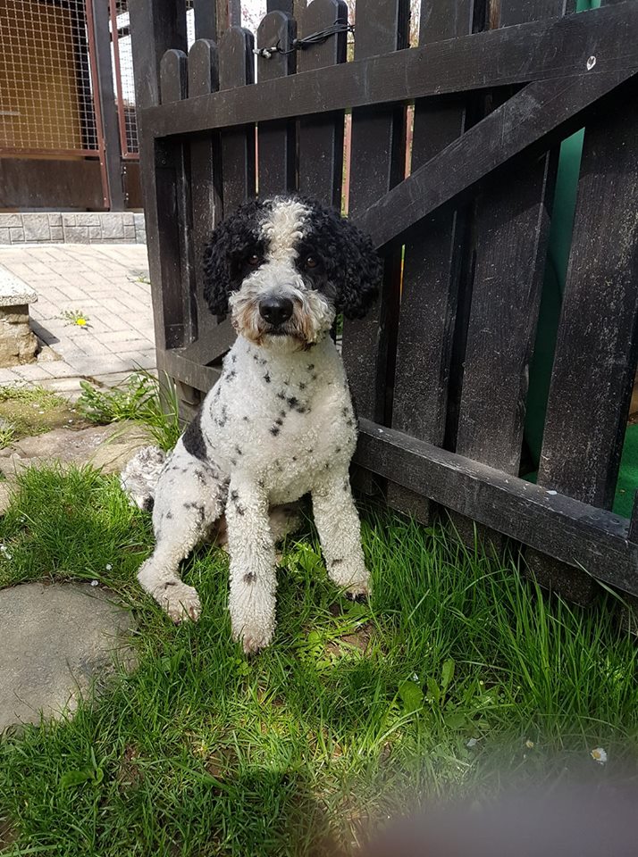 Wasserhund Linita Wasserhund Linita