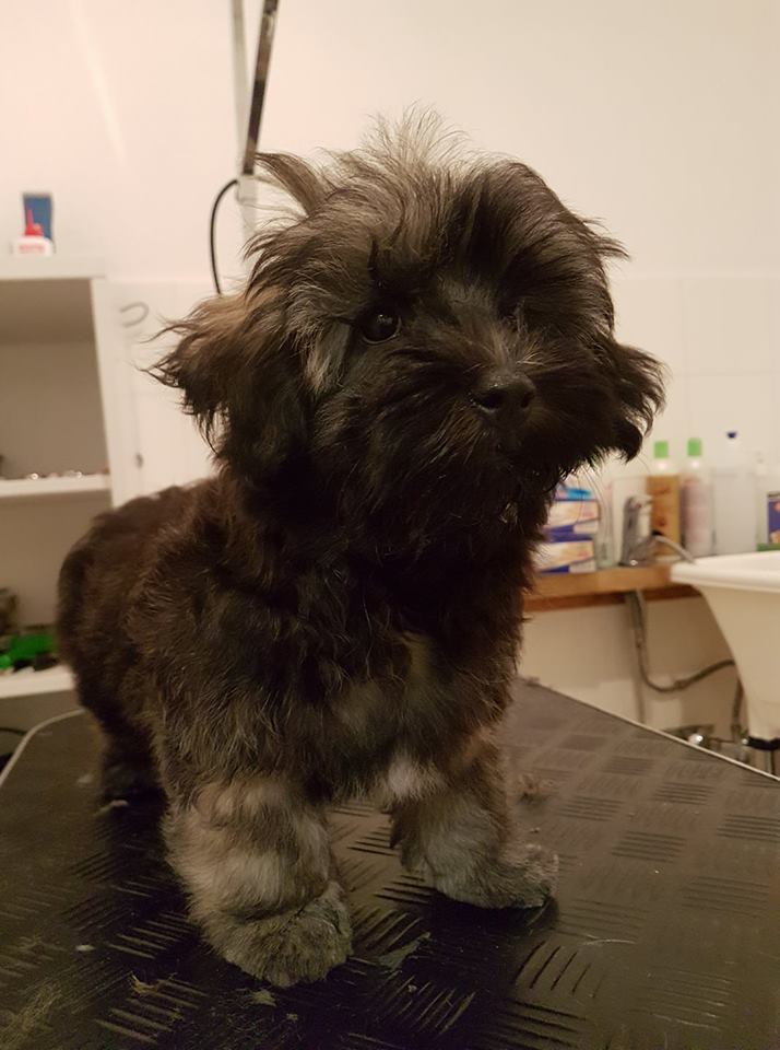 Havaneser Coco Havaneser Coco