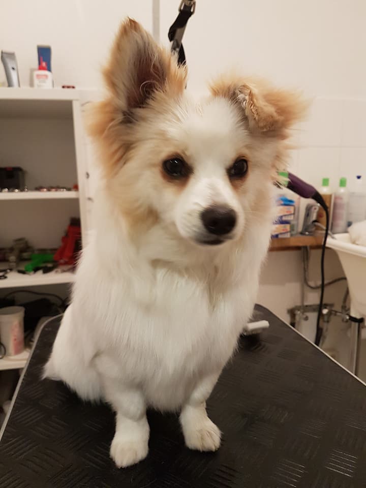 Chihuahua-Malteser-Mix Chihuahua-Malteser-Mix