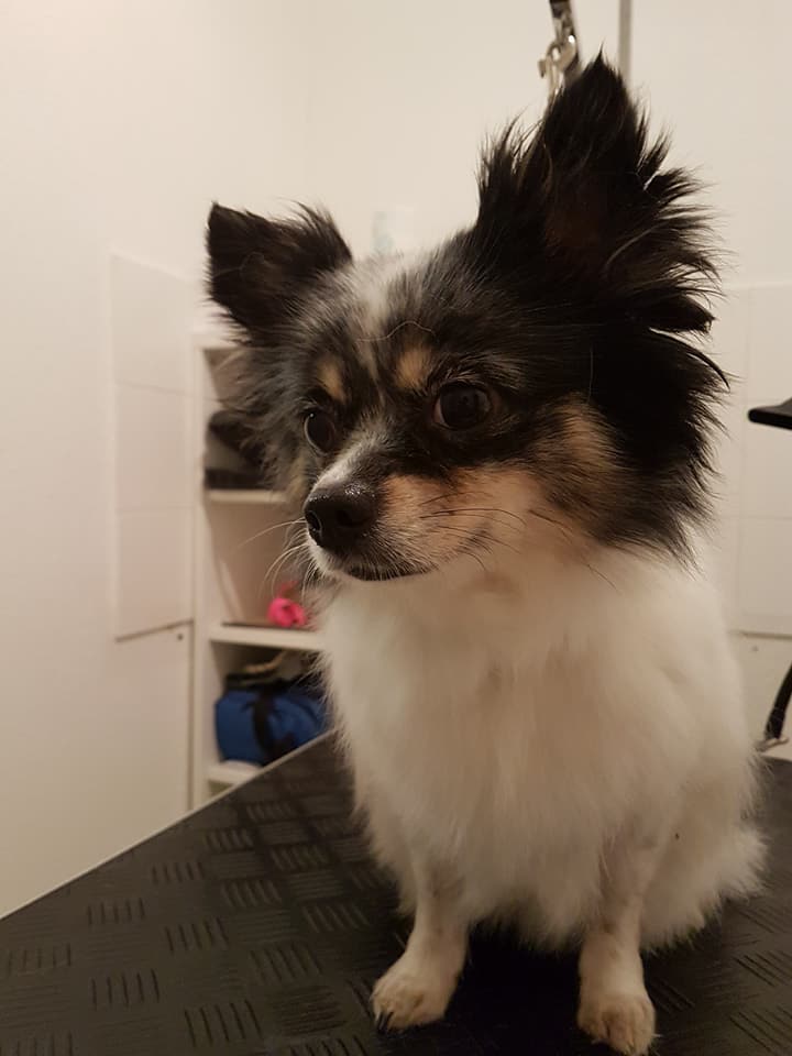 Chihuahua-Spitz-Mix Chihuahua-Spitz-Mix