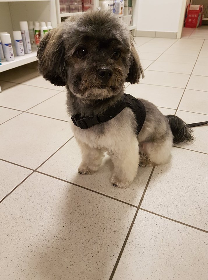 Bolonka Zwetna Filou Bolonka Zwetna Filou