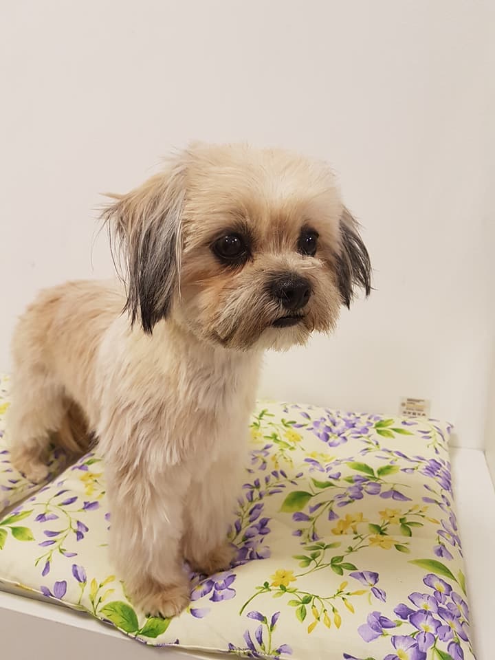 Bolonka Zwetna-Pinscher Daisy Bolonka Zwetna-Pinscher Daisy