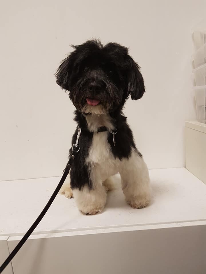 Havaneser Oscar Havaneser Oscar