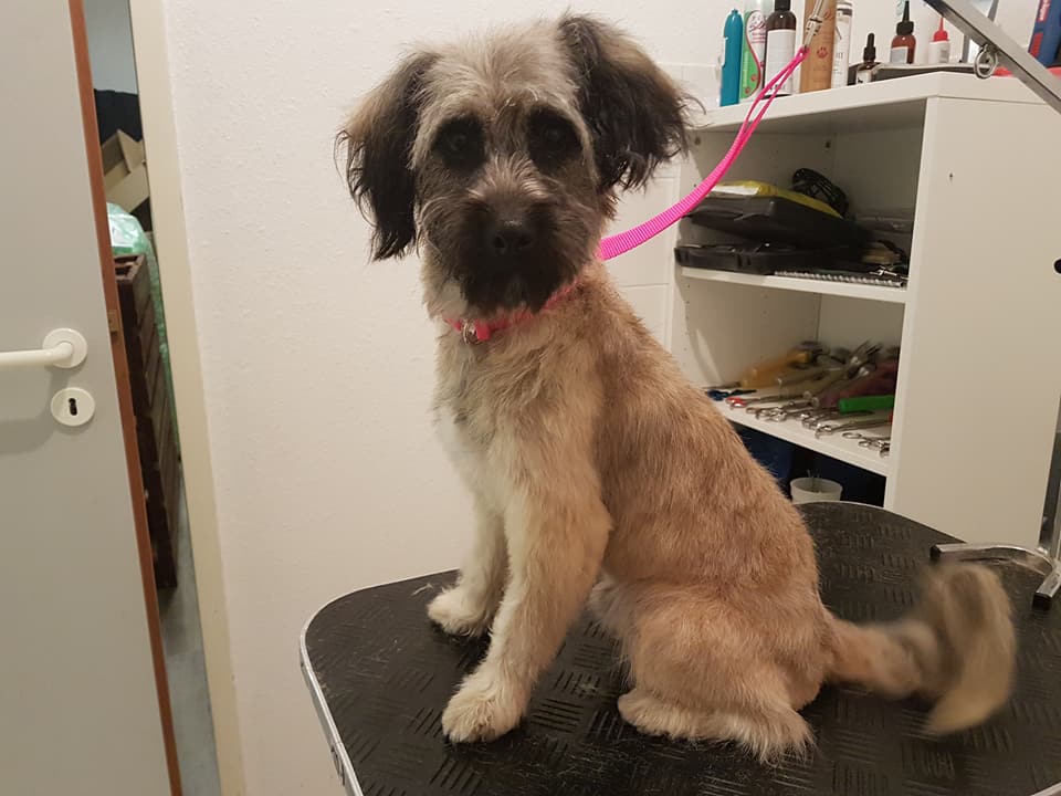 Tibet-Terrier-Mix Charlie Tibet-Terrier-Mix Charlie