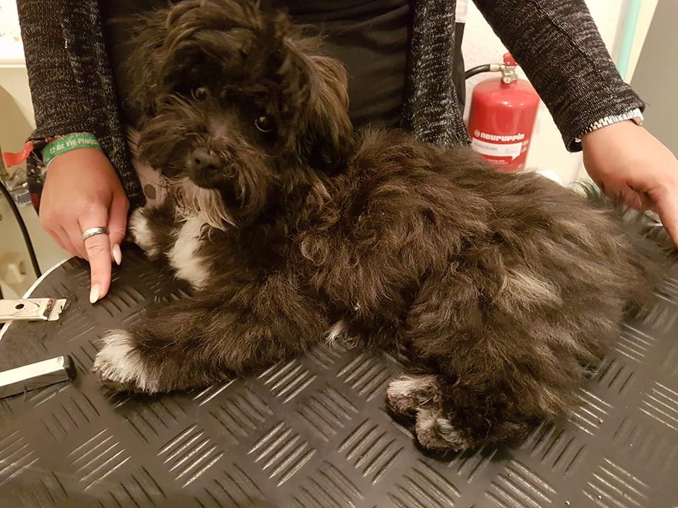 Bolonka Zwetna Rudi Bolonka Zwetna Rudi