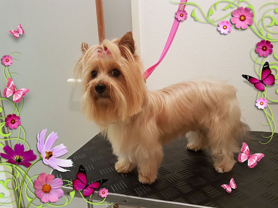 Prinzessin Nala Prinzessin Nala